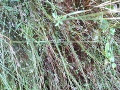 Lobelia eckloniana