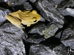 Polypedates
