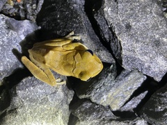 Polypedates