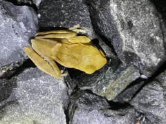 Polypedates