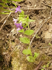 Campanula dichotoma