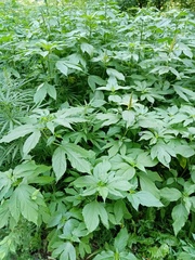 Ambrosia trifida