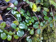 Peperomia retusa