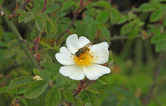Callicera aurata