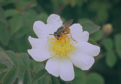 Callicera aurata