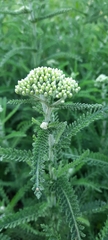Achillea millefolium