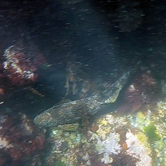 Aplodactylus arctidens