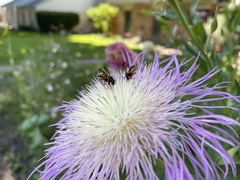 Dianthidium curvatum