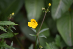 Ranunculus paludosus