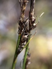 Carex lucorum