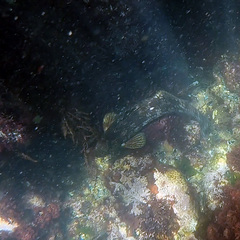 Aplodactylus arctidens