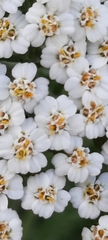 Achillea millefolium