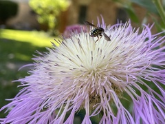 Dianthidium curvatum