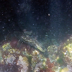 Aplodactylus arctidens