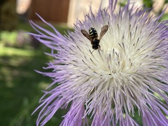 Dianthidium curvatum