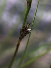 Carex lucorum