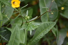 Ranunculus paludosus