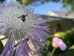 Dianthidium curvatum