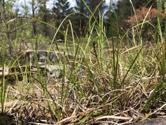 Carex lucorum