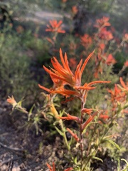 Castilleja disticha