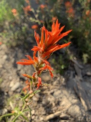 Castilleja disticha