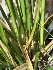 Carex tonsa rugosperma