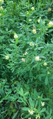 Medicago
