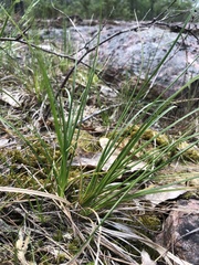 Carex tonsa rugosperma