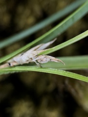 Carex tonsa rugosperma