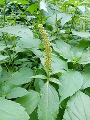 Ambrosia trifida