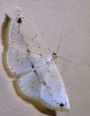 Derambila dentifera