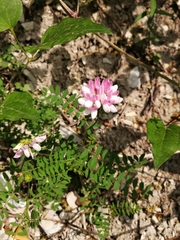 Securigera varia