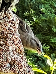 Passer domesticus