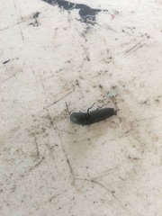 Chalcolepidius viridipilis