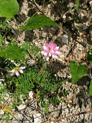 Securigera varia
