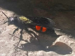 Pygodasis ephippium ephippium