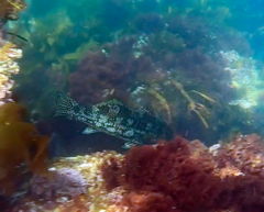 Aplodactylus arctidens