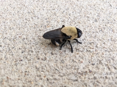 Cuterebra abdominalis