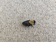 Cuterebra abdominalis