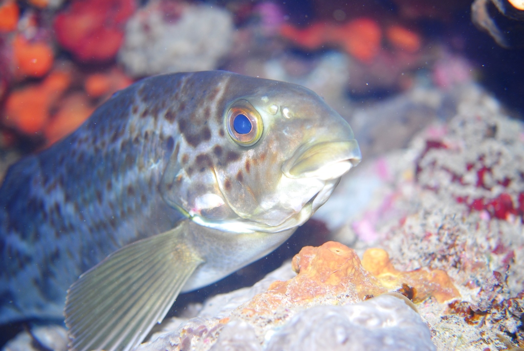 Black butterfish (Dactylophora nigricans) — Cheilodactylidae