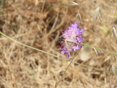 Rhodanthidium siculum