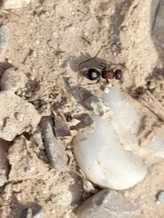 Sigilla dorsata