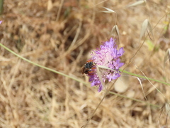 Rhodanthidium siculum