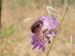 Rhodanthidium siculum