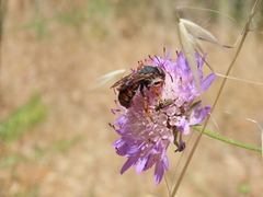 Rhodanthidium siculum