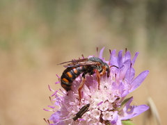 Rhodanthidium siculum