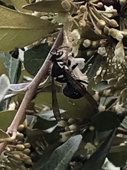 Dolichovespula maculata image