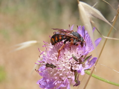 Rhodanthidium siculum