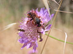 Rhodanthidium siculum