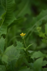 Geum aleppicum